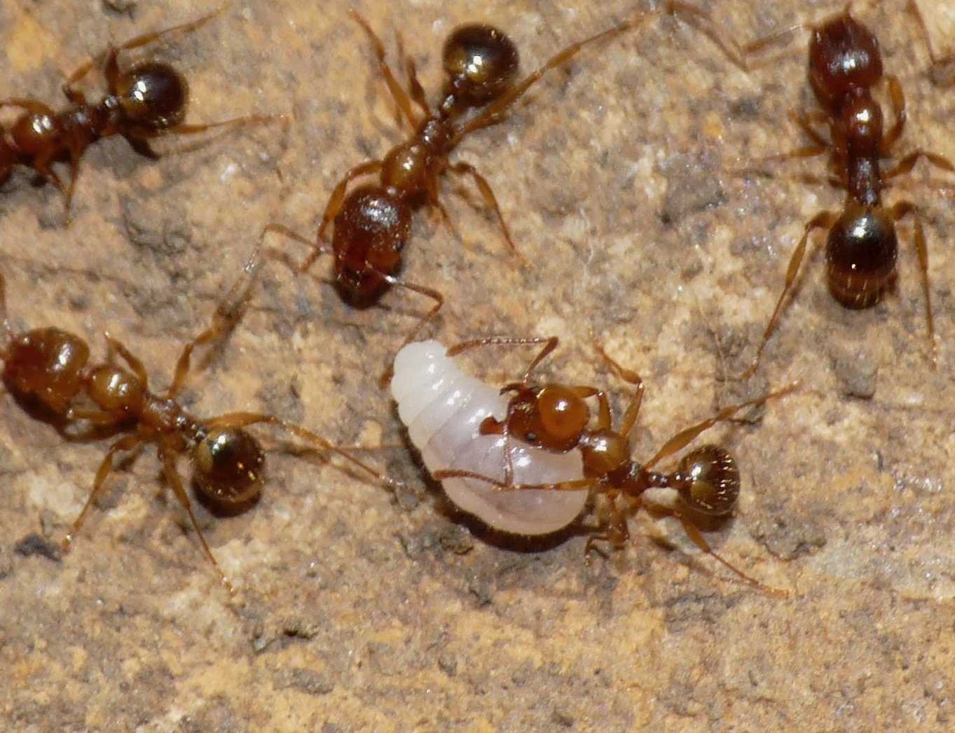 Formiche (Myrmica sp.) parassitate da acari